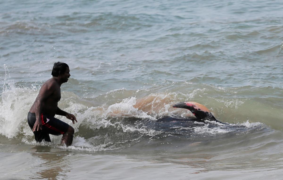 Sri Lankan Navy, Villagers Rescue More Than 100 Stranded Whales