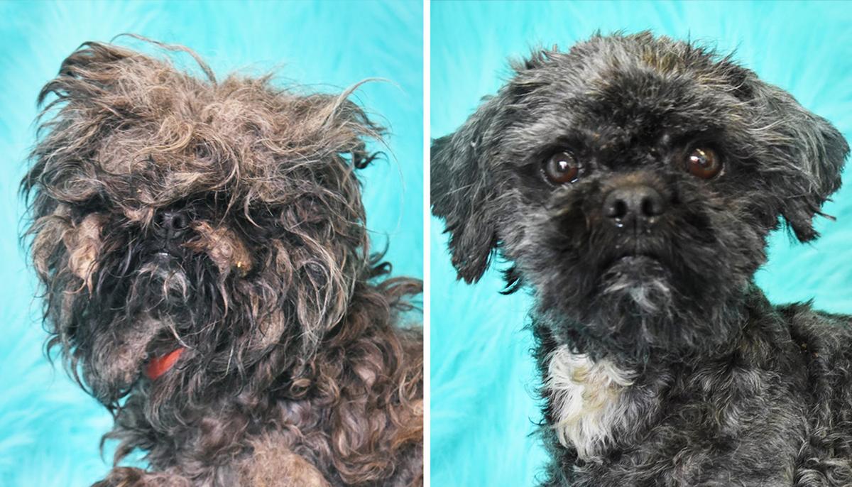 ‘Dirty Dogs Contest’ Showcases Best Shelter Dog Glow-Ups of 2020, Helps Pups Get Adopted