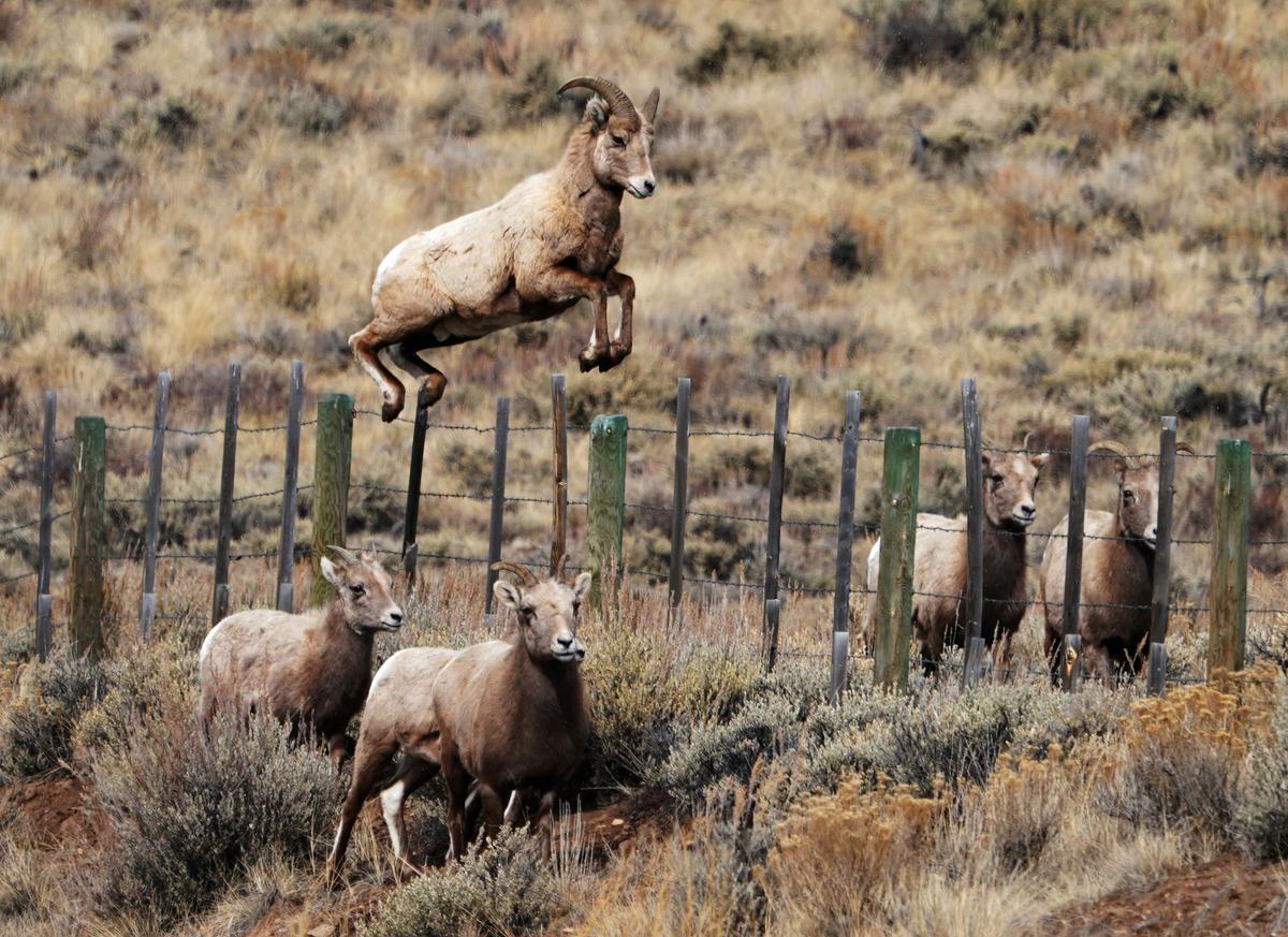 America Essay Contest: JFK, MLK, and the US Military Taught Me Well