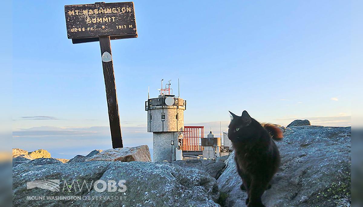 Cat Mascot at Northeast’s Highest Peak Dies After 12 Years on Duty