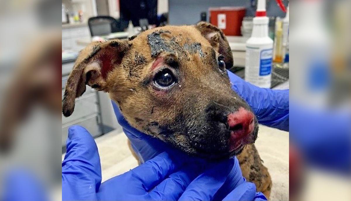 Badly Burned Puppy Saved and Adopted After Being Set on Fire Inside a Plastic Crate