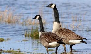 Ontario Man Ordered to Pay $1K for ‘Harassing’ Canada Geese