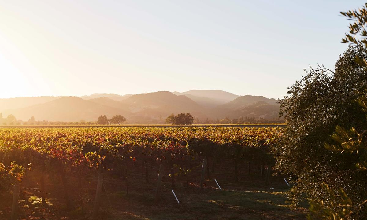 Winery to Watch: Blackbird Vineyards