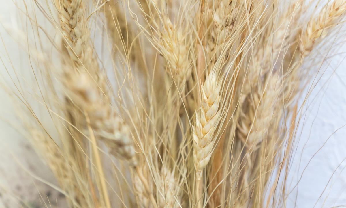 Kamut Pasta: Ancient Wheat, Cold Air, Perfect Pasta