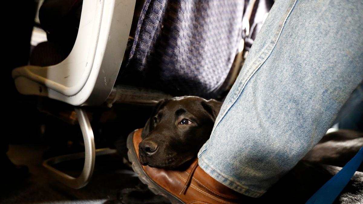 American Airlines Is Grounding Emotional-Support Animals