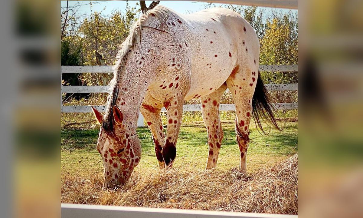 Appaloosa With ‘Leopard Spots’ Is So ‘Chill’ He Has 19,000 Followers on Instagram