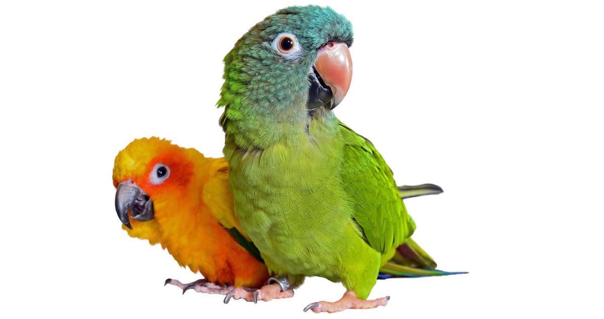 Smart Ways to Save Money on Pet Care