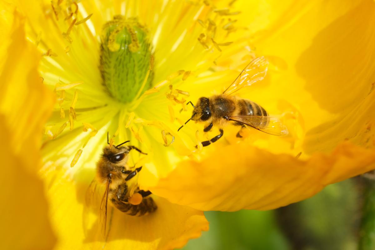 Preserving Our Pollinators