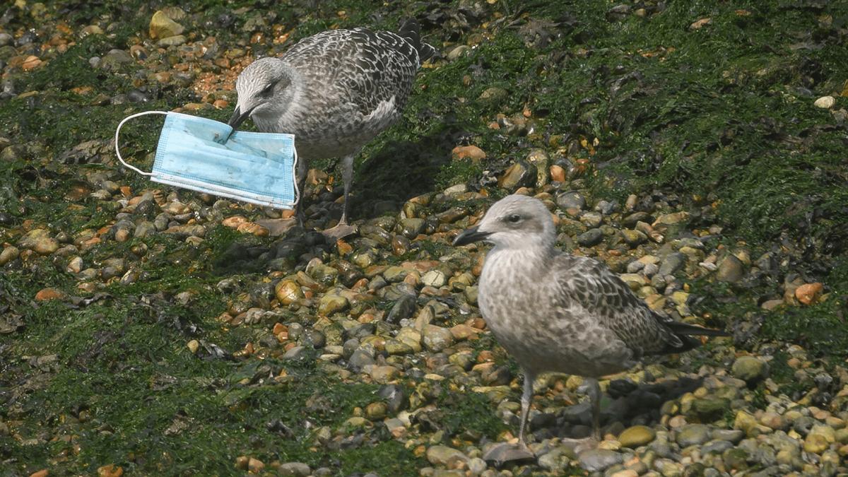 RSPCA’s Plea to Cut Elastic Straps From Discarded Face Masks