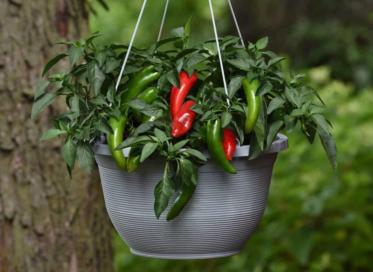 Three New Award-Winning Vegetables for Your Garden