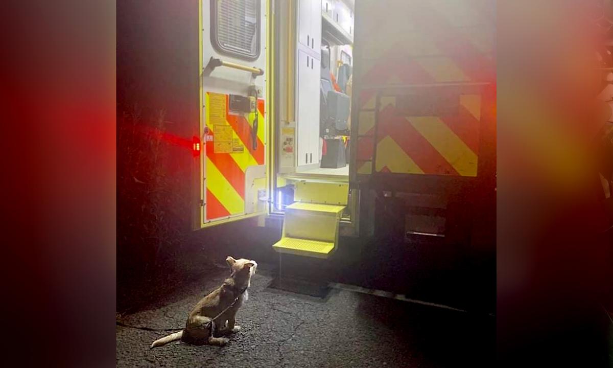 Loyal Pup Rushes to Fetch Gardaí After Elderly Owner Falls Into a Ditch and Can’t Get Out