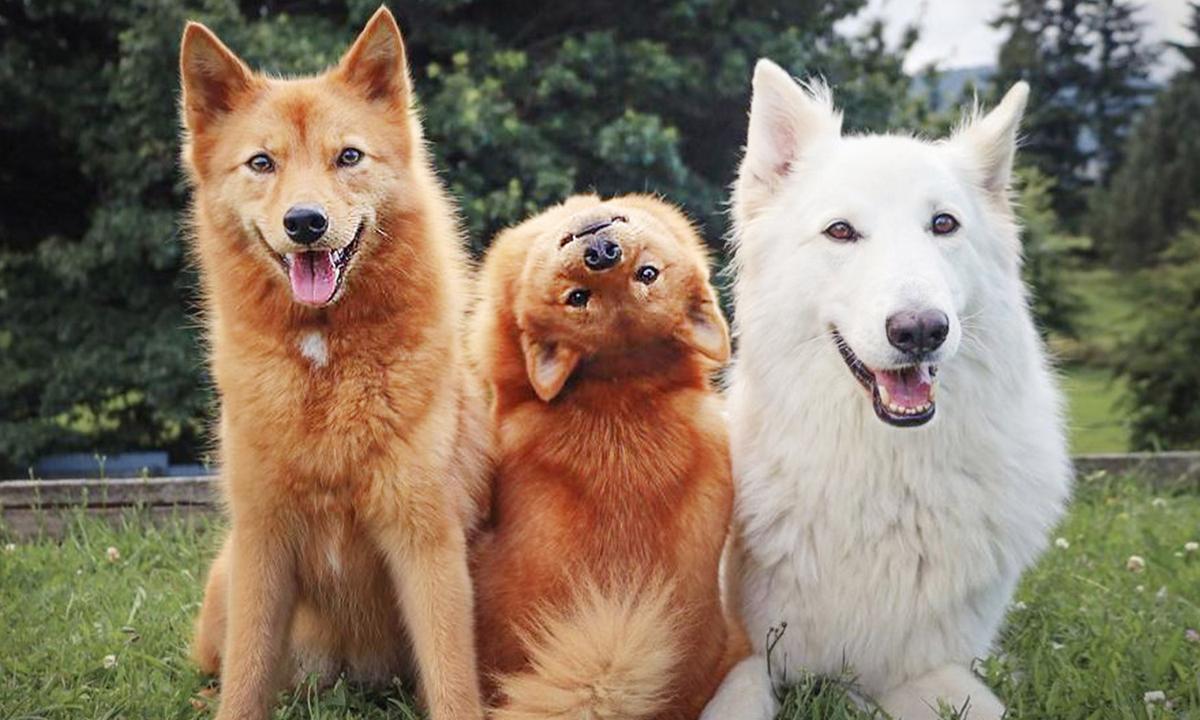 Mischievous Pup Keeps Ruining Fur Family Photos With Hilarious Pose From ‘The Exorcist’