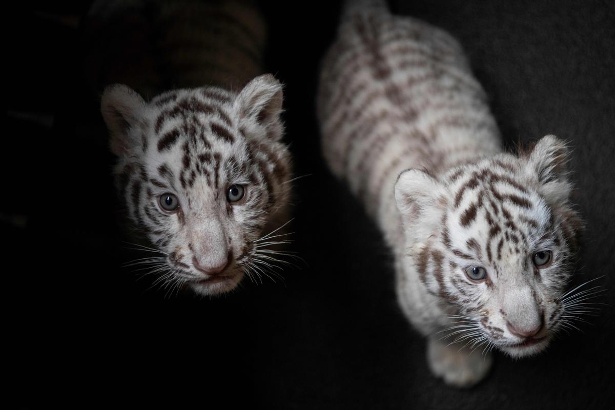 White Tiger Cubs in Pakistan Likely Died of COVID-19
