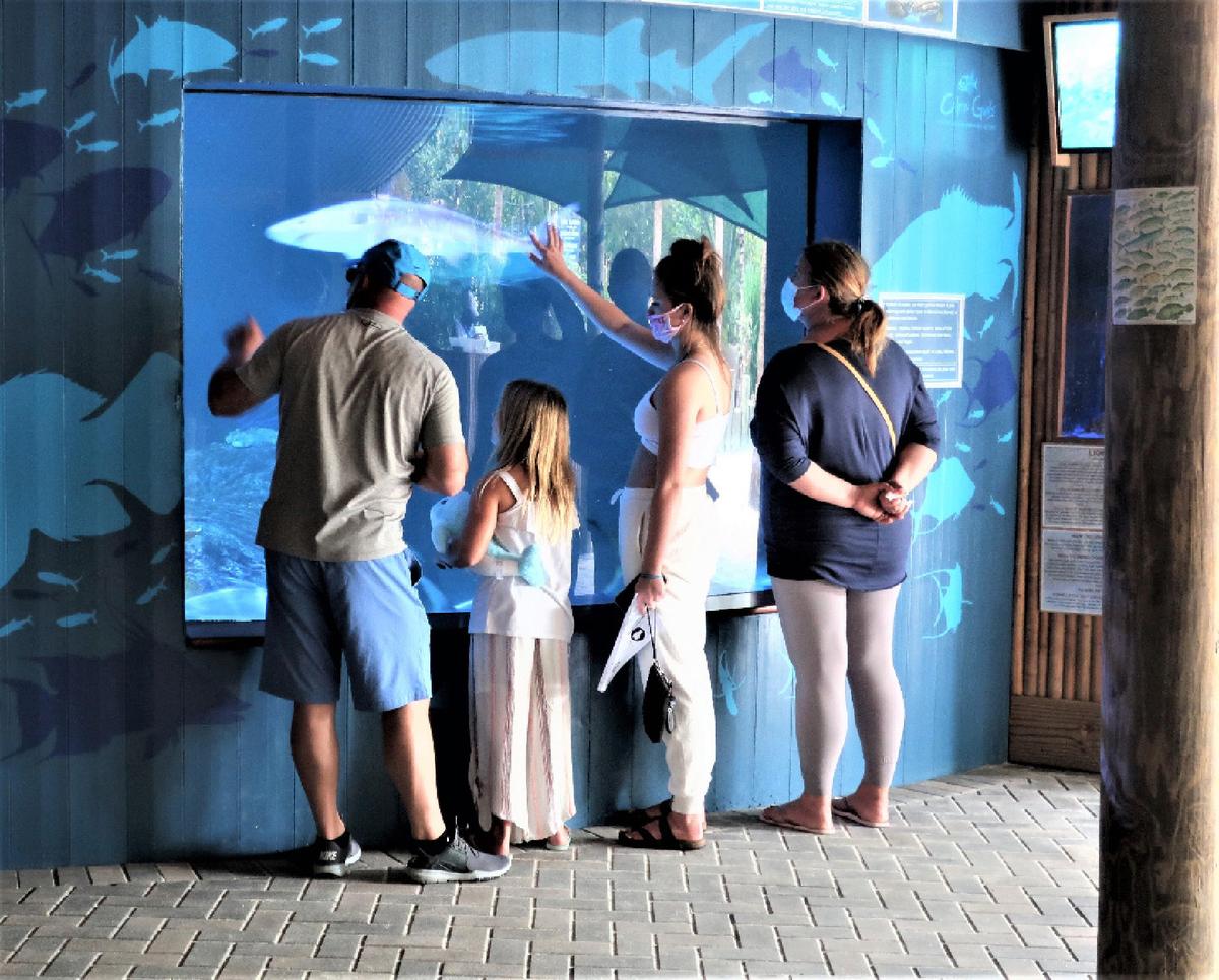 Aquarium Encounters Offers Play With Sea Creatures