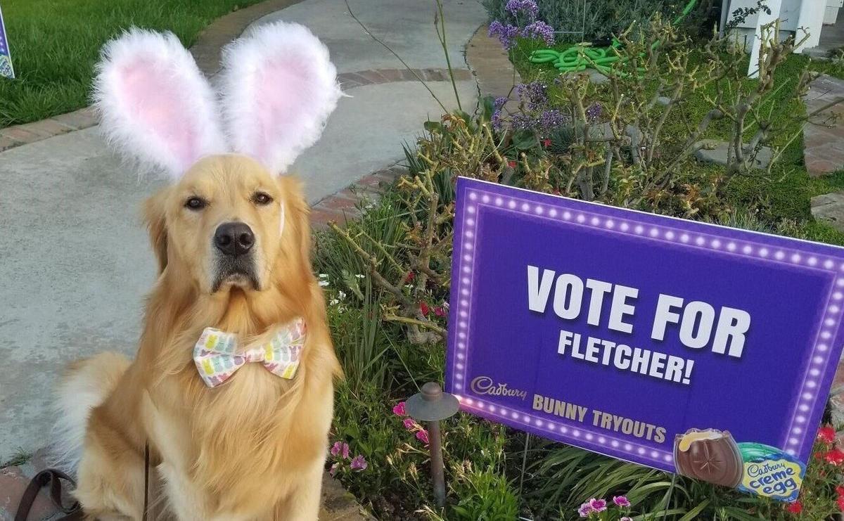 Hop Aside, Babs: This Year’s Cadbury Bunny Gig Could Go to an Orange County Dog