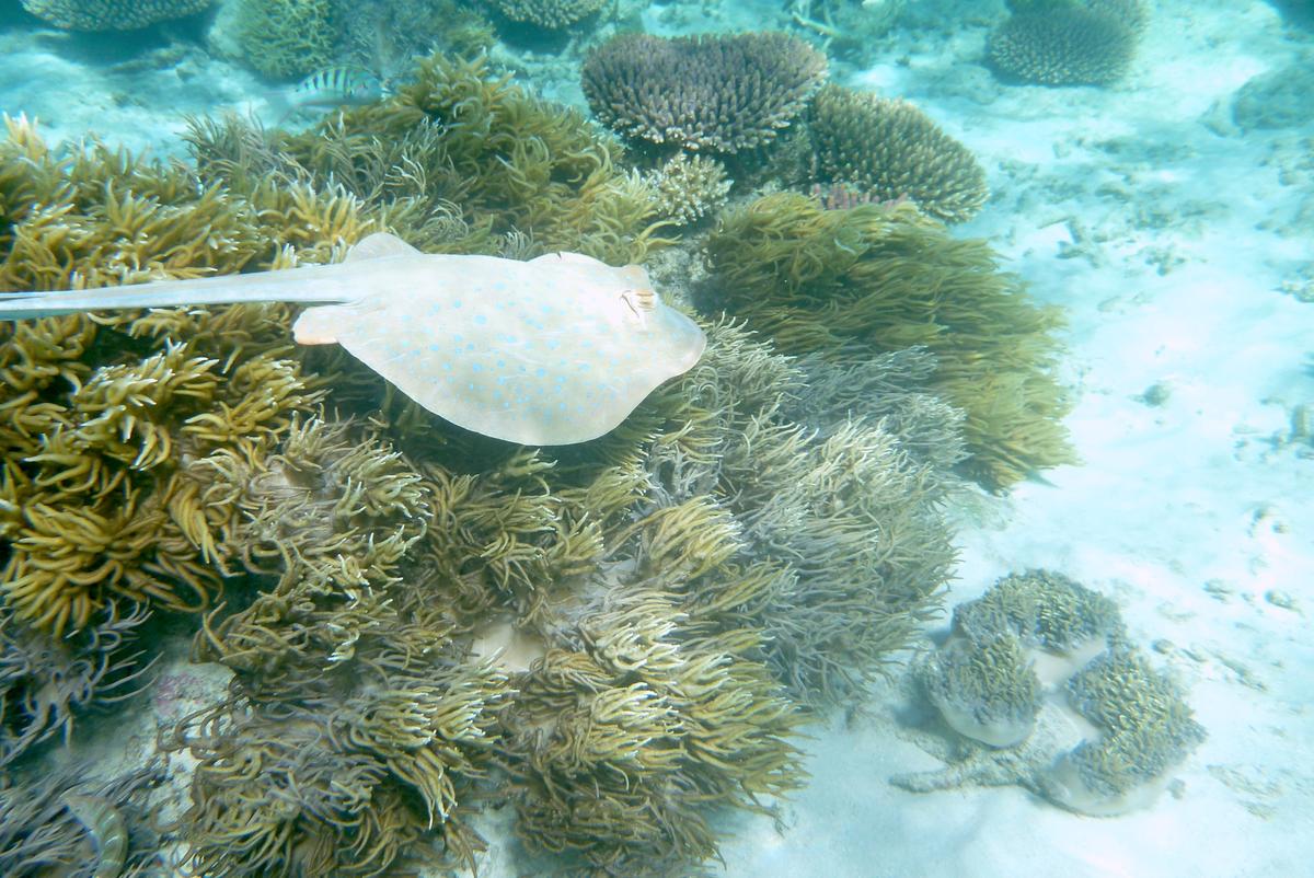 Stingray Population and Injuries Surge in Southern California