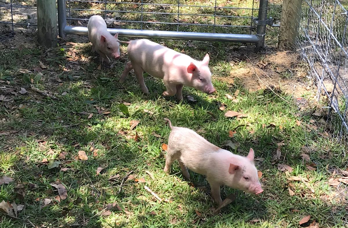 Of Snakes and Pigs: Life on a Florida Farm