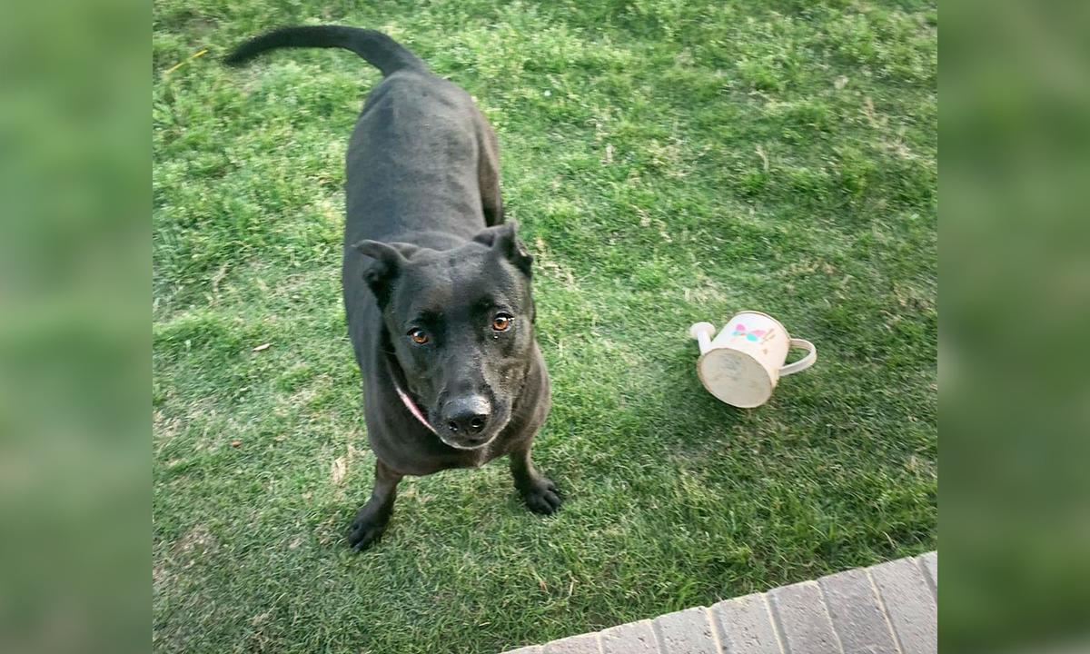 Heroic Dog Saves Family of 4 From Knife-Wielding Intruder Who Broke Into Their House