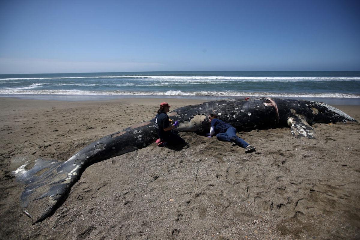 4 Dead Whales Wash Ashore on San Francisco Bay Area Beaches