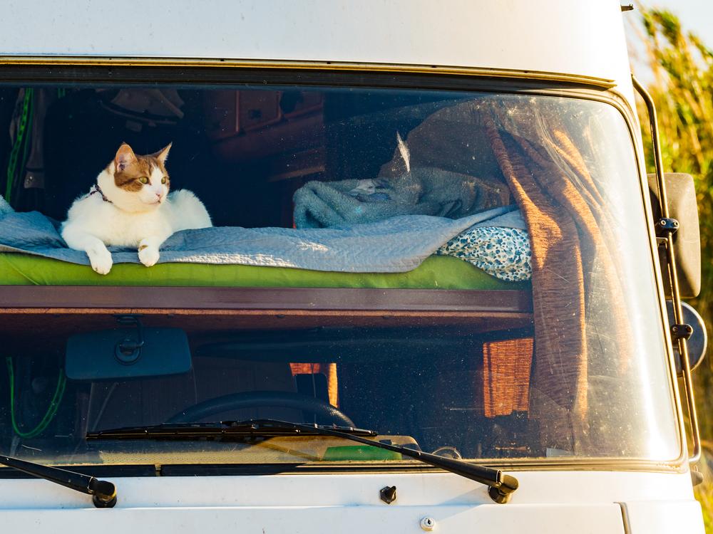 Ask the Vet: Protect Cats Traveling in a Motor Home