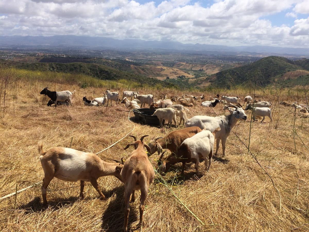 Yorba Linda Employs Goats to Prevent Wildfires
