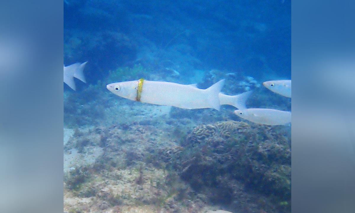 Snorkeler Spots Groom’s Lost $1,000 Wedding Band Stuck Around Mullet Fish in Australia