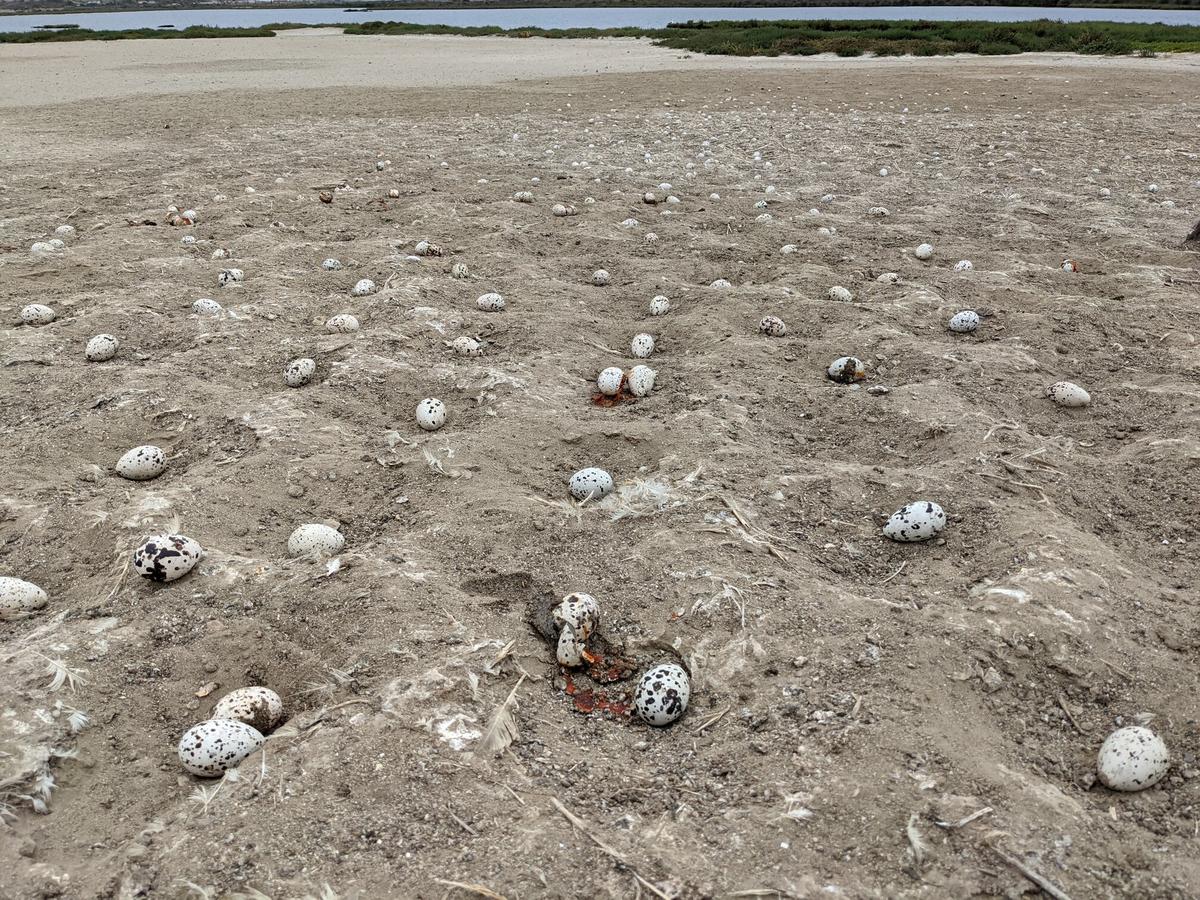 Estuary Drone Crash Leaves Thousands of Eggs Abandoned
