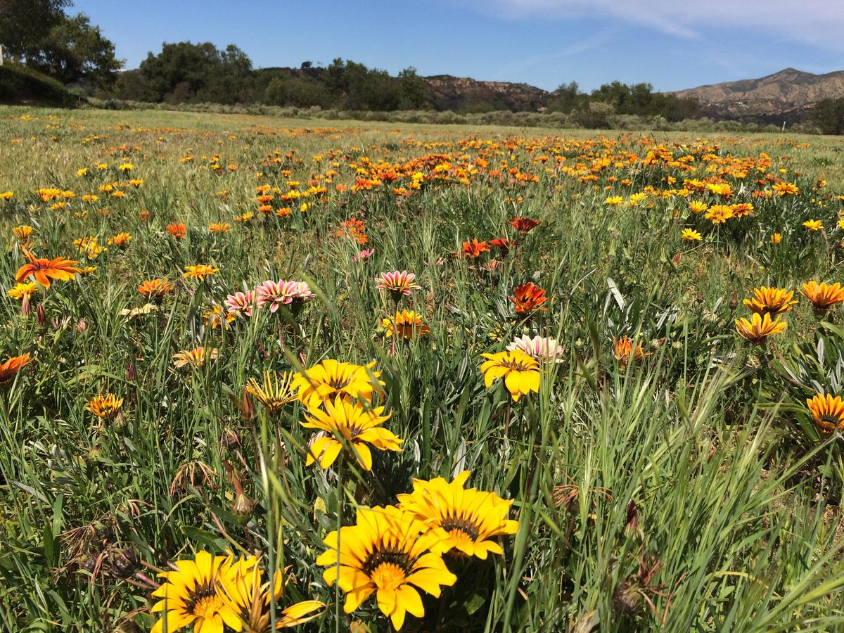 Petition Calls on Rancho Santa Margarita to Protect Flower Field From Redevelopment