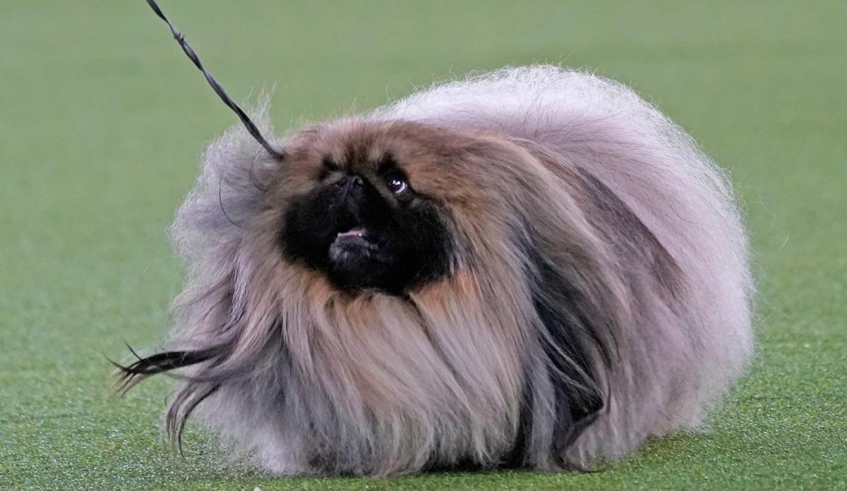 Top Dog! Pekingese Named Wasabi Wins Westminster Show