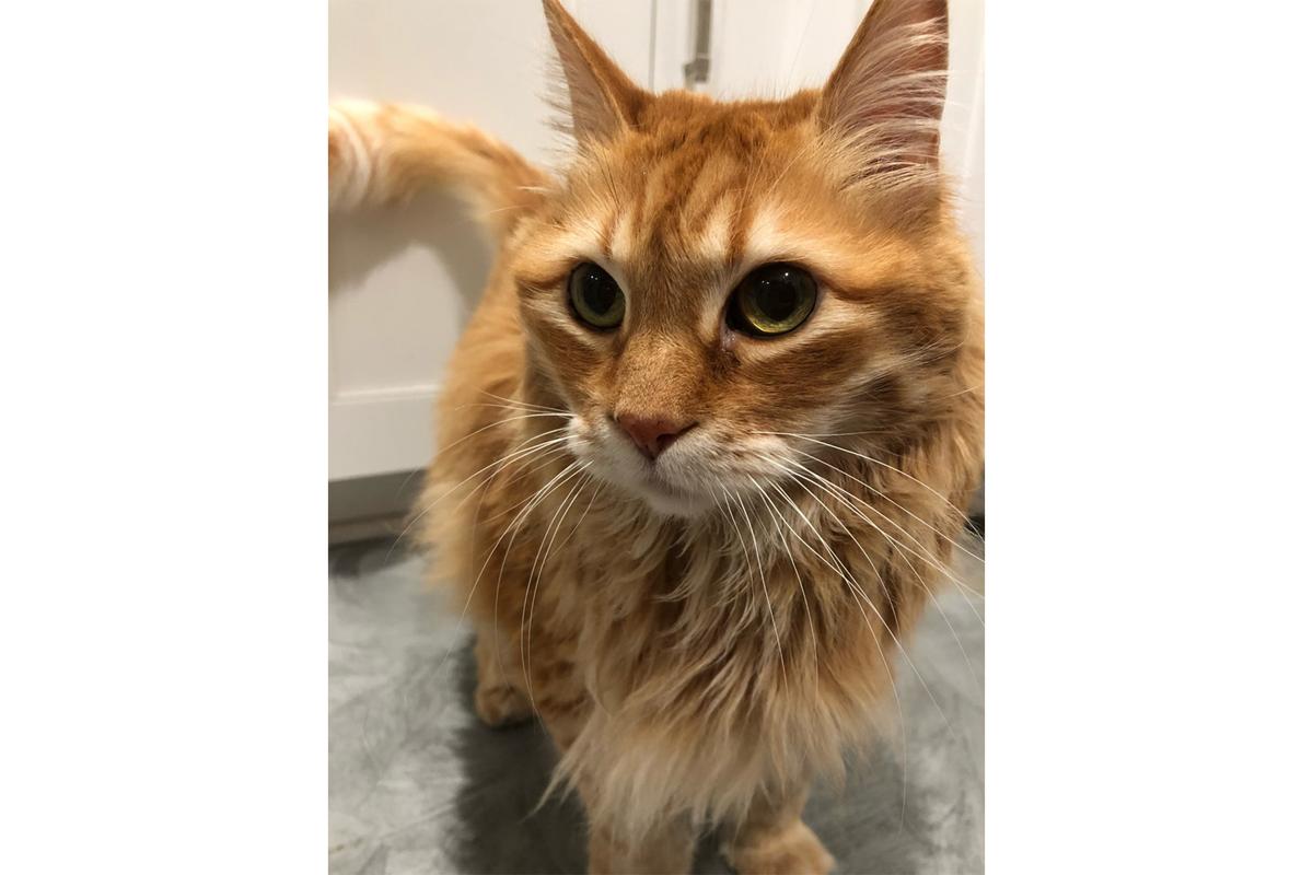 Irvine Family Blames Airline for Cat’s Death During International Flight