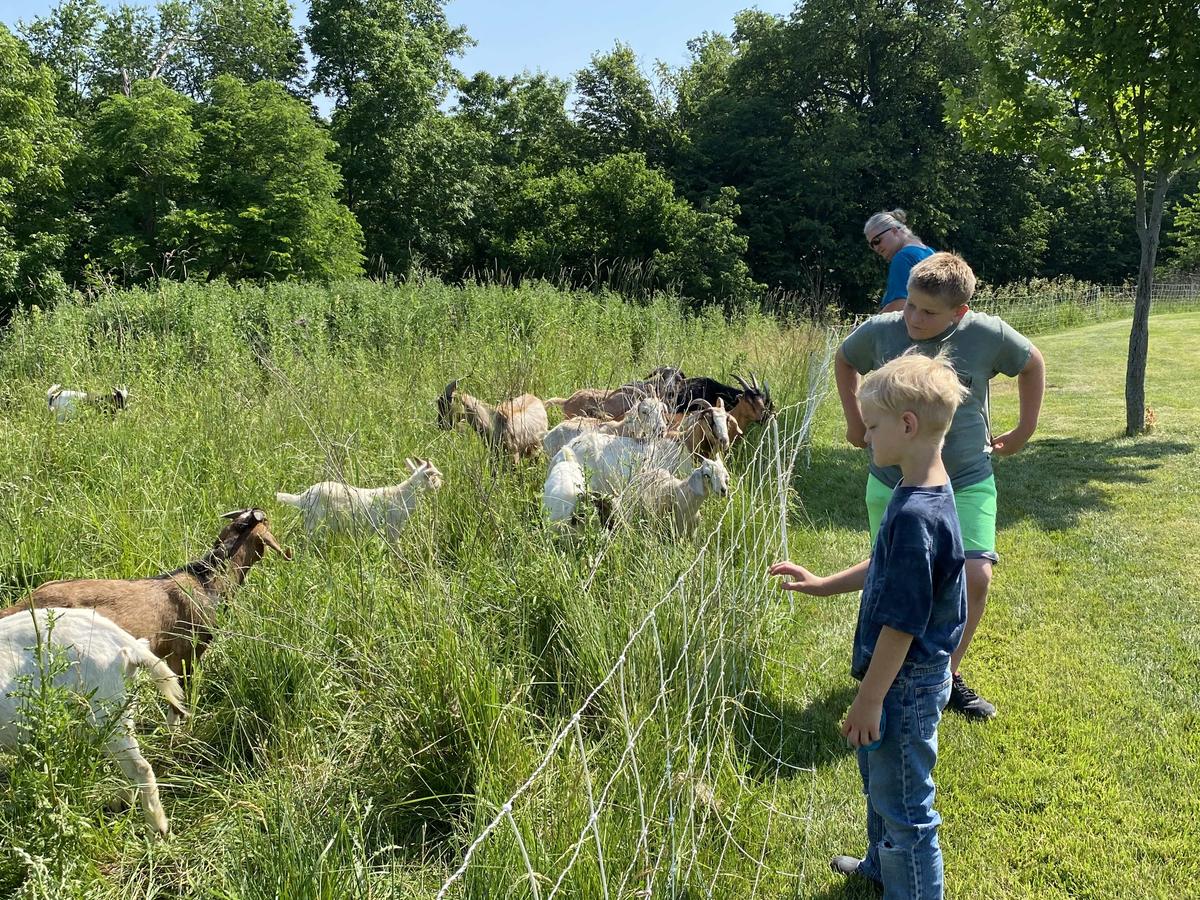 You go, goats: Using goats for lawn grooming