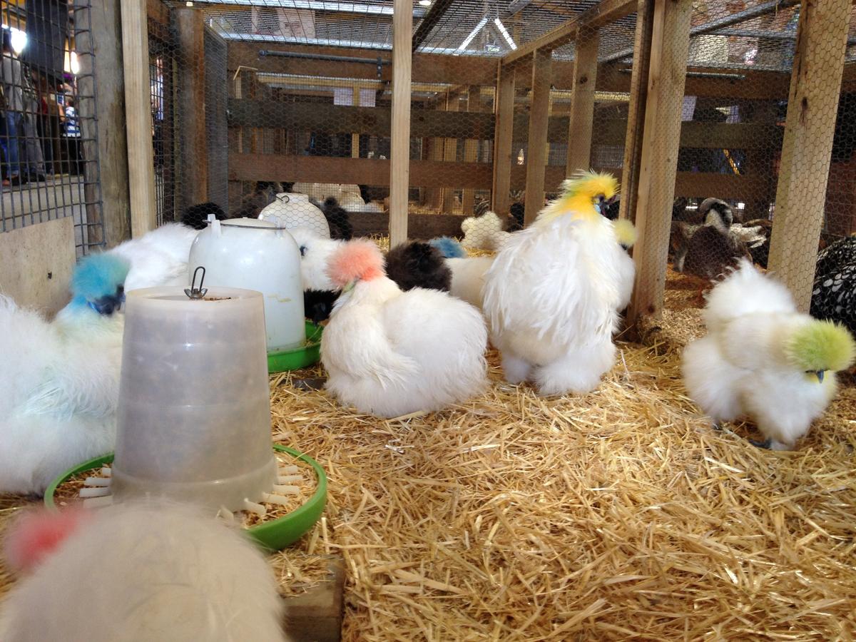 Bird Flu Outbreak Sparks Mass Cull of Farmed Chickens