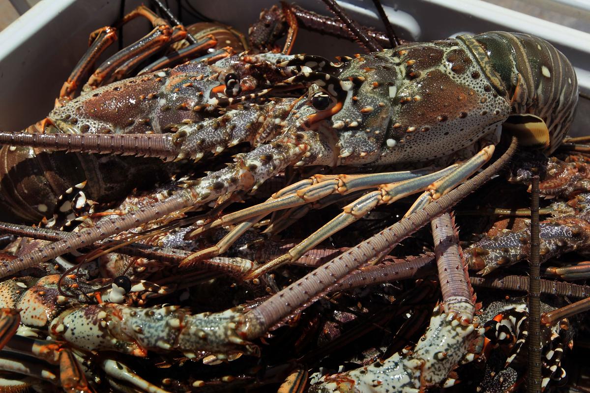 1 Dead, 1 Injured in Florida’s Two-Day Lobster Miniseason