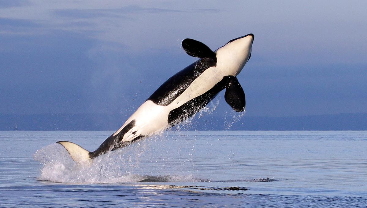 Endangered Orcas Get New Protection From US Government