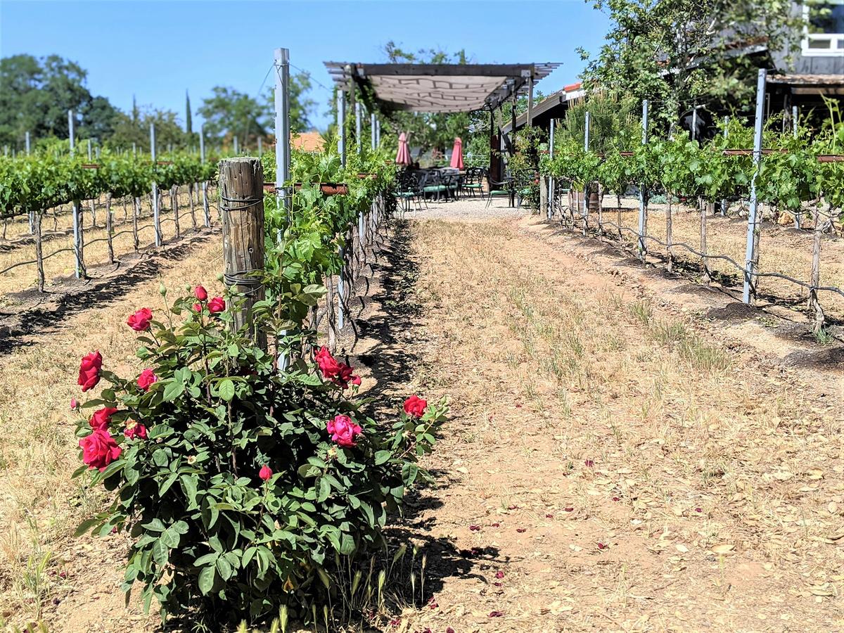 A Serendipitous Road Trip to Paso Robles