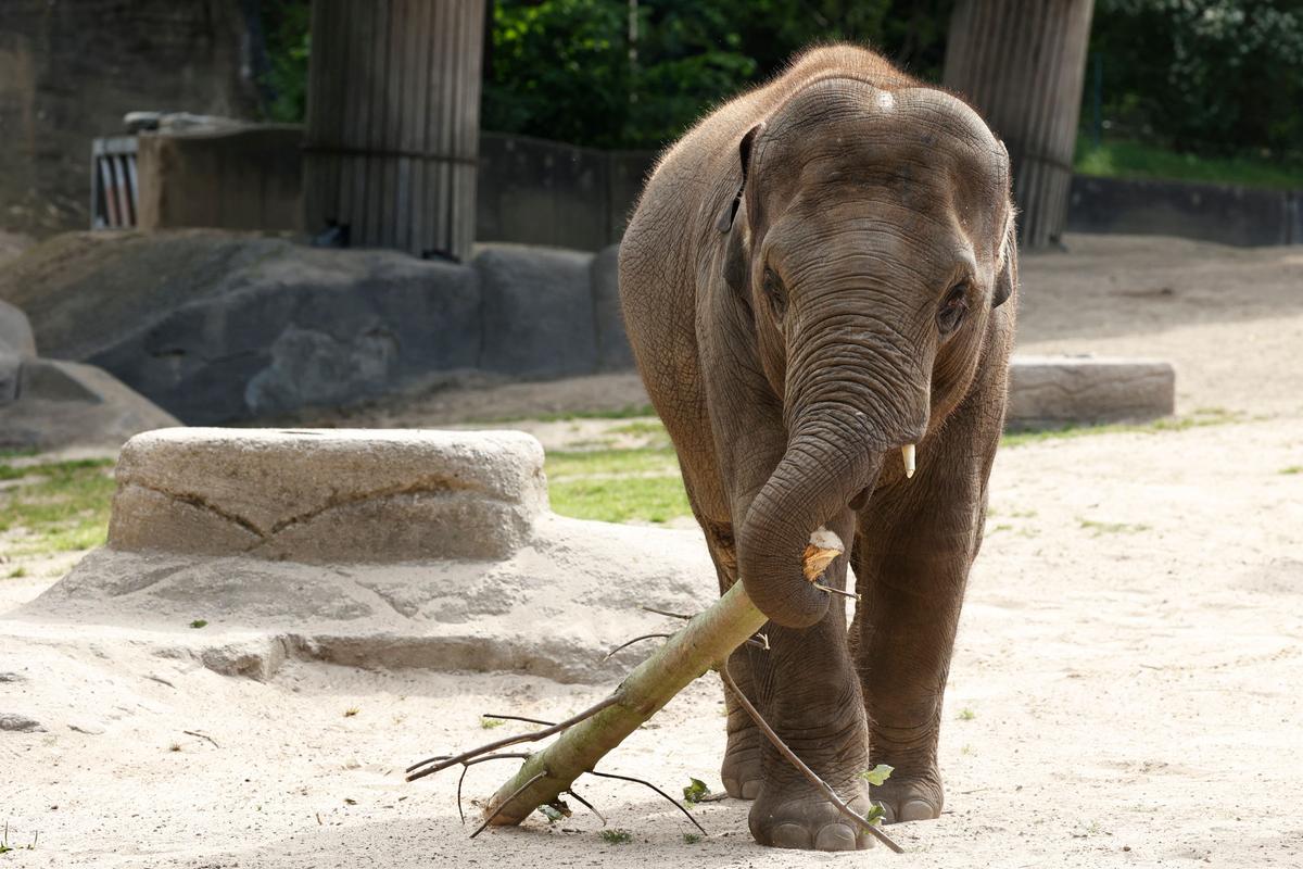 NO to ‘Elephant Rights’ and ‘Water Rights’