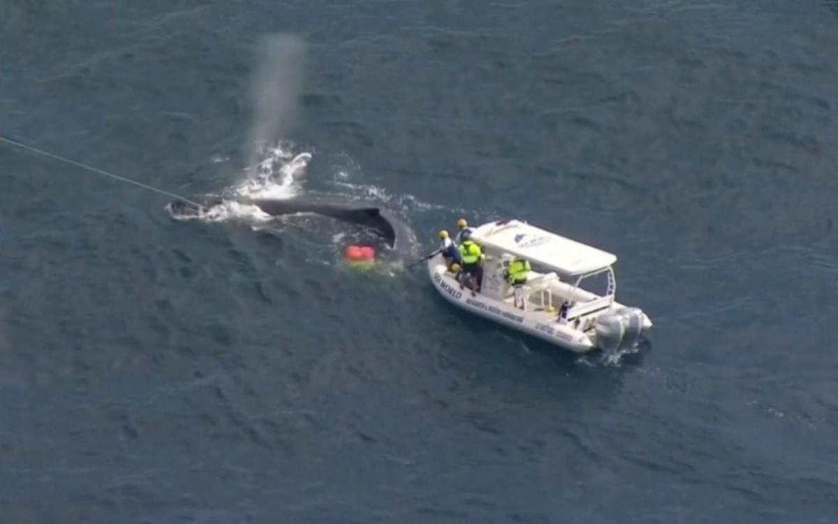 Marine Rescuers Work to Free Whale Caught in Shark Net on Gold Coast