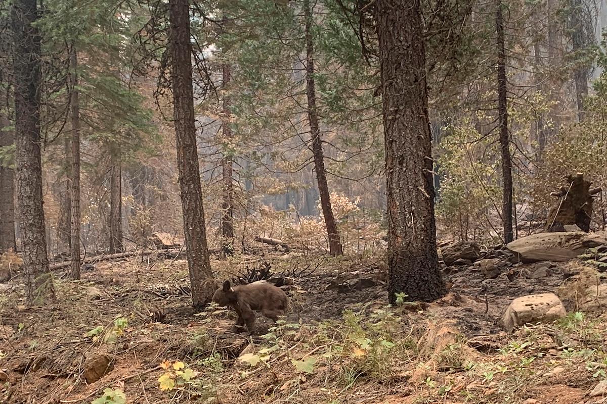 Emaciated Bear Cub May Have Lost Mom to California Wildfire