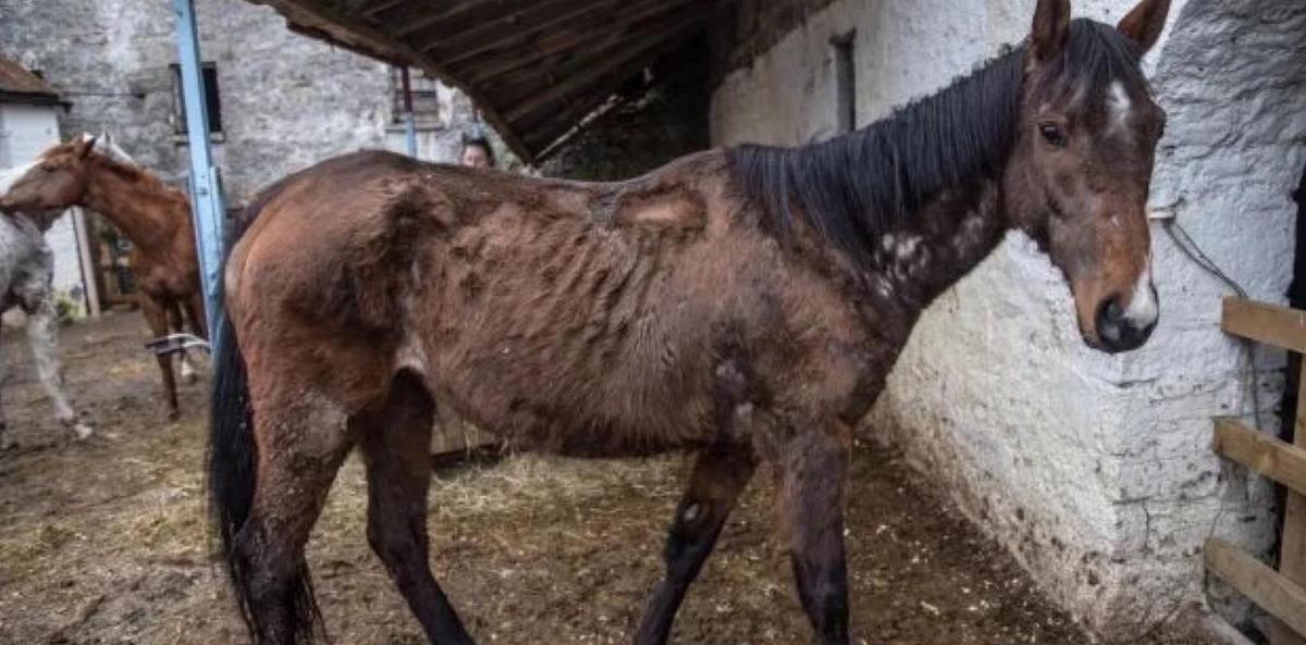 (Courtesy of <a href="https://www.facebook.com/MyLovelyHorseRescue/">My Lovely Horse Rescue</a>)