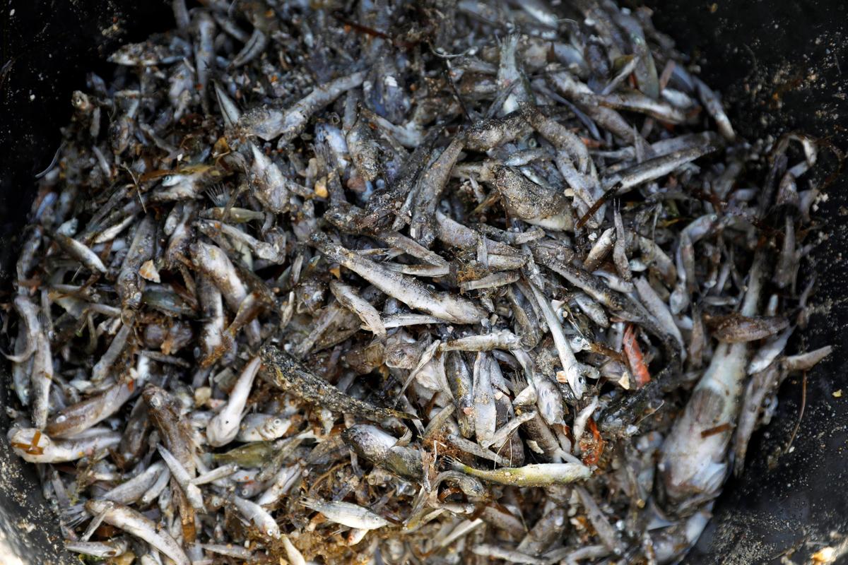 Thousands of Dead Fish Wash up in Spanish Lagoon