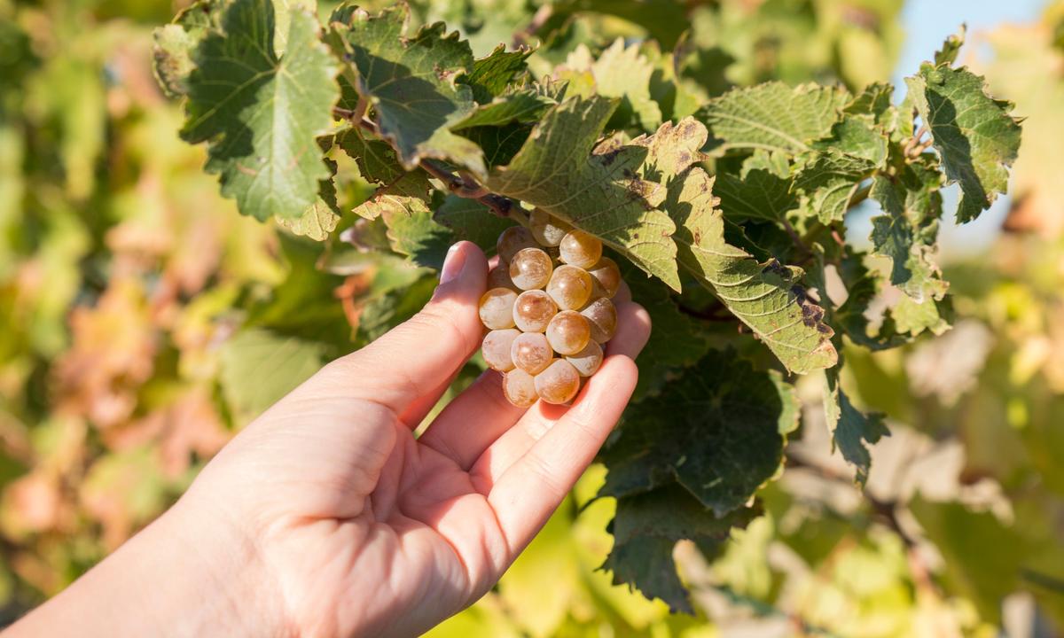 The Wide World of Obscure Wine Grapes