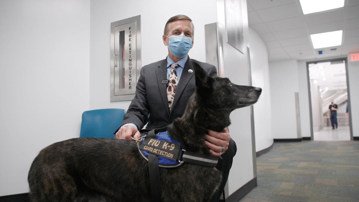 Miami Airport Rolls Out COVID-19 Detection Program That Uses Dogs