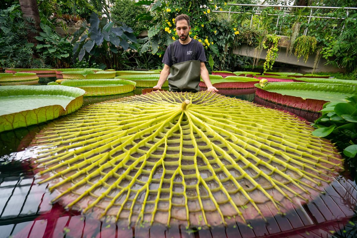 Kew Gardens Gains Guinness World Record for Its 17,000-Strong Plant Collection
