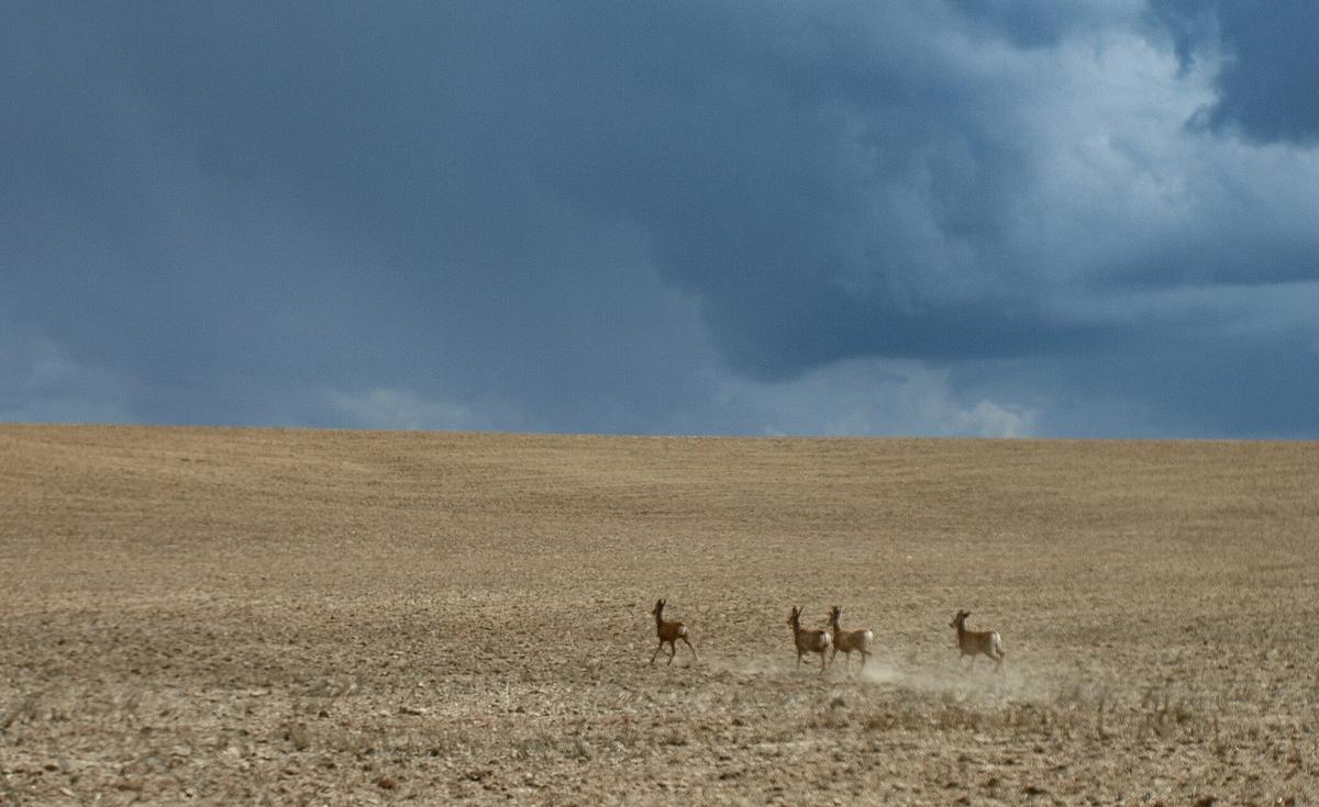 Australian States Push to Scrap ‘Red Tape’ for Deer Culling