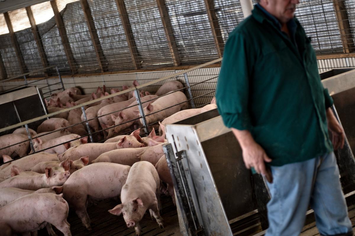 Industry Asks Supreme Court to Invalidate California Law Regulating Treatment of Hogs Outside Its Borders
