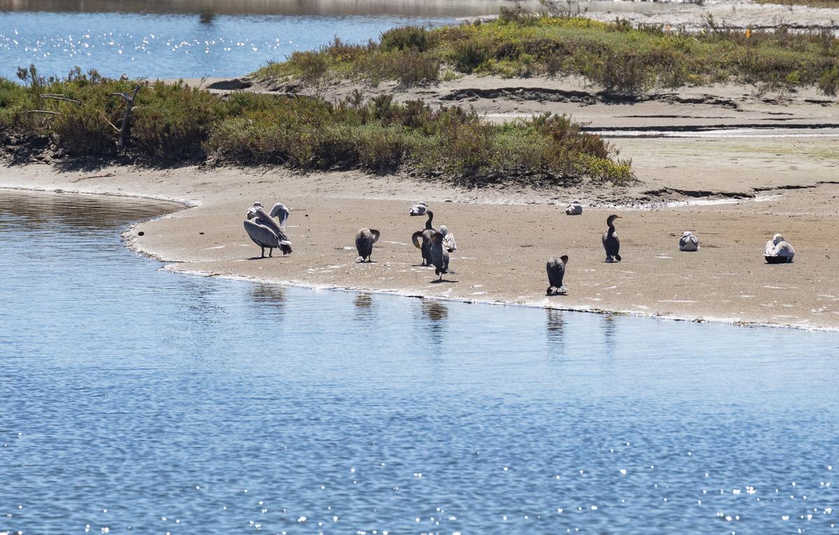 Huntington Beach Again Considers Annexing Bolsa Chica Ecological Preserve