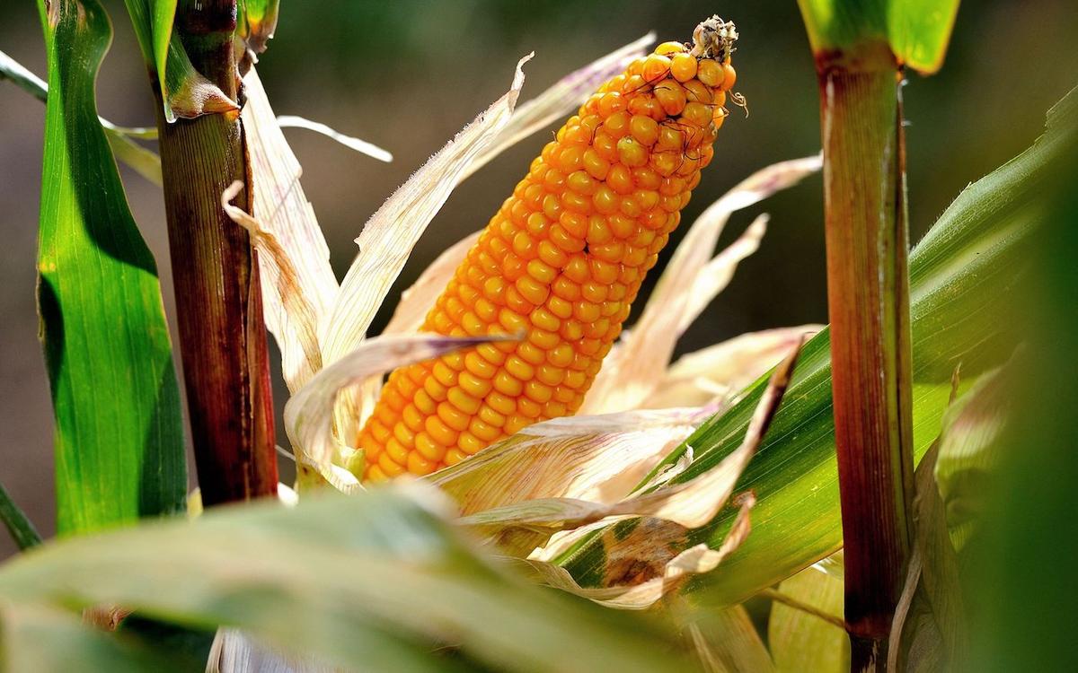 Crops Slide as USDA Lifts Output Forecasts