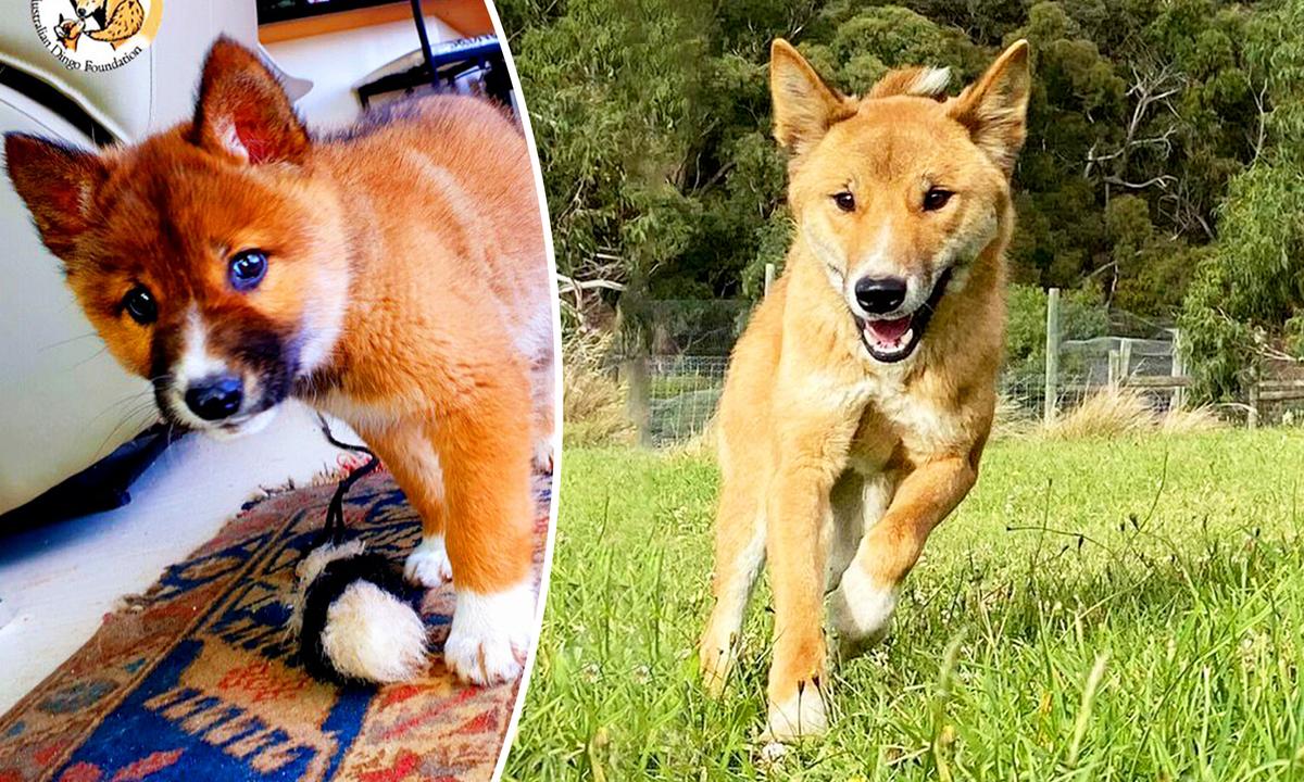 Wounded ‘Pup’ Dropped Into Lady’s Yard by Bird Turns Out to Be Rare Dingo Down Under