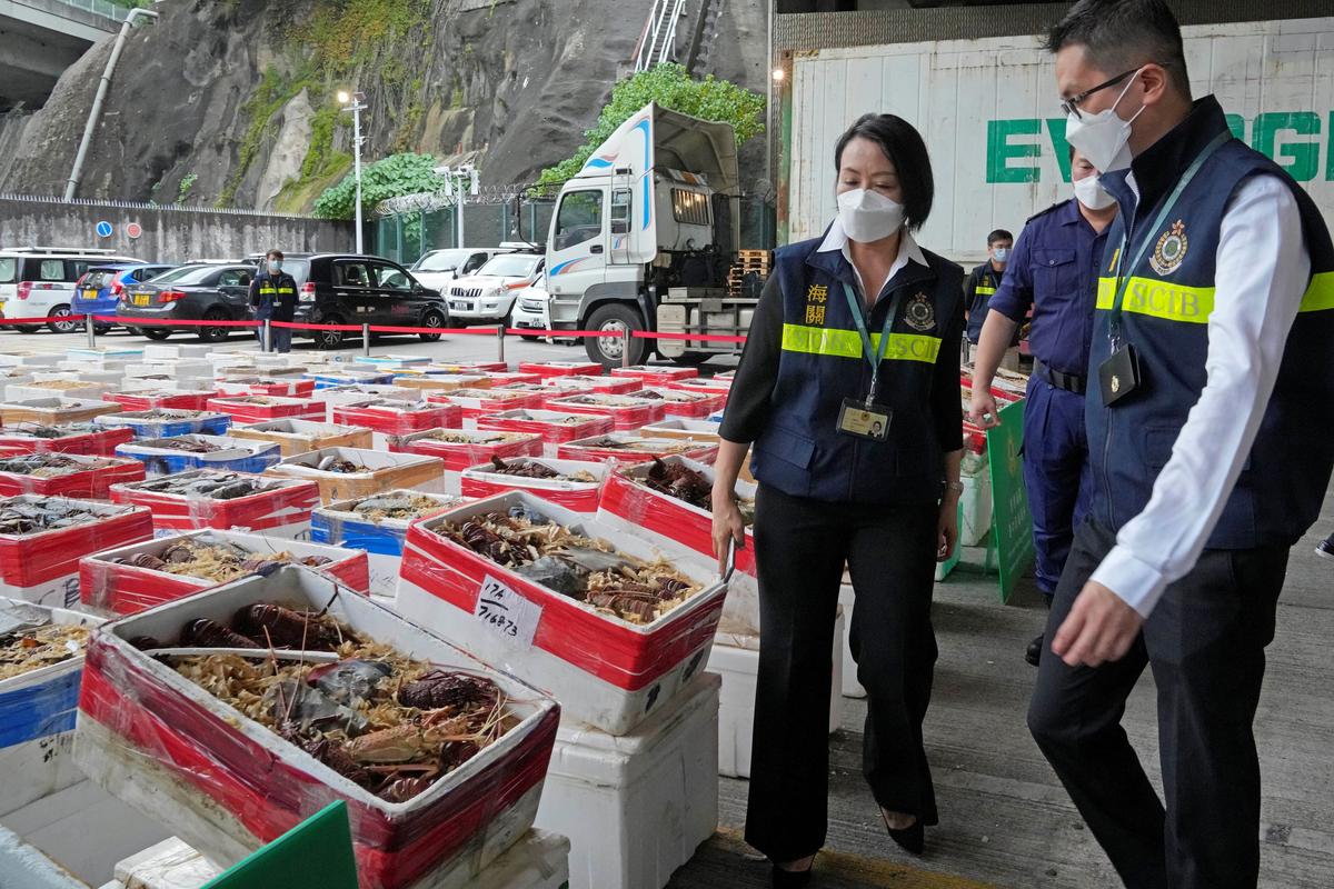 Hong Kong Seizes Smuggled Australian Lobsters Amid China Ban