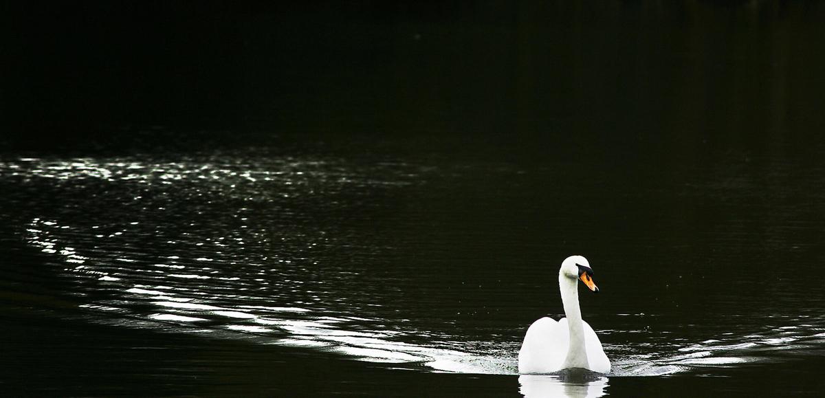 Rare Bird-Flu Outbreak Jumps to Mammals at Wildlife Center